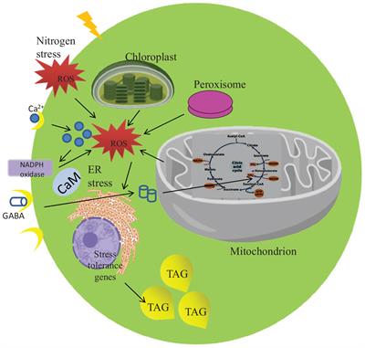 Targeted Metabolomic and Biochemical Changes During Nitrogen Stress Mediated Lipid Accumulation in Scenedesmus quadricauda CASA CC202